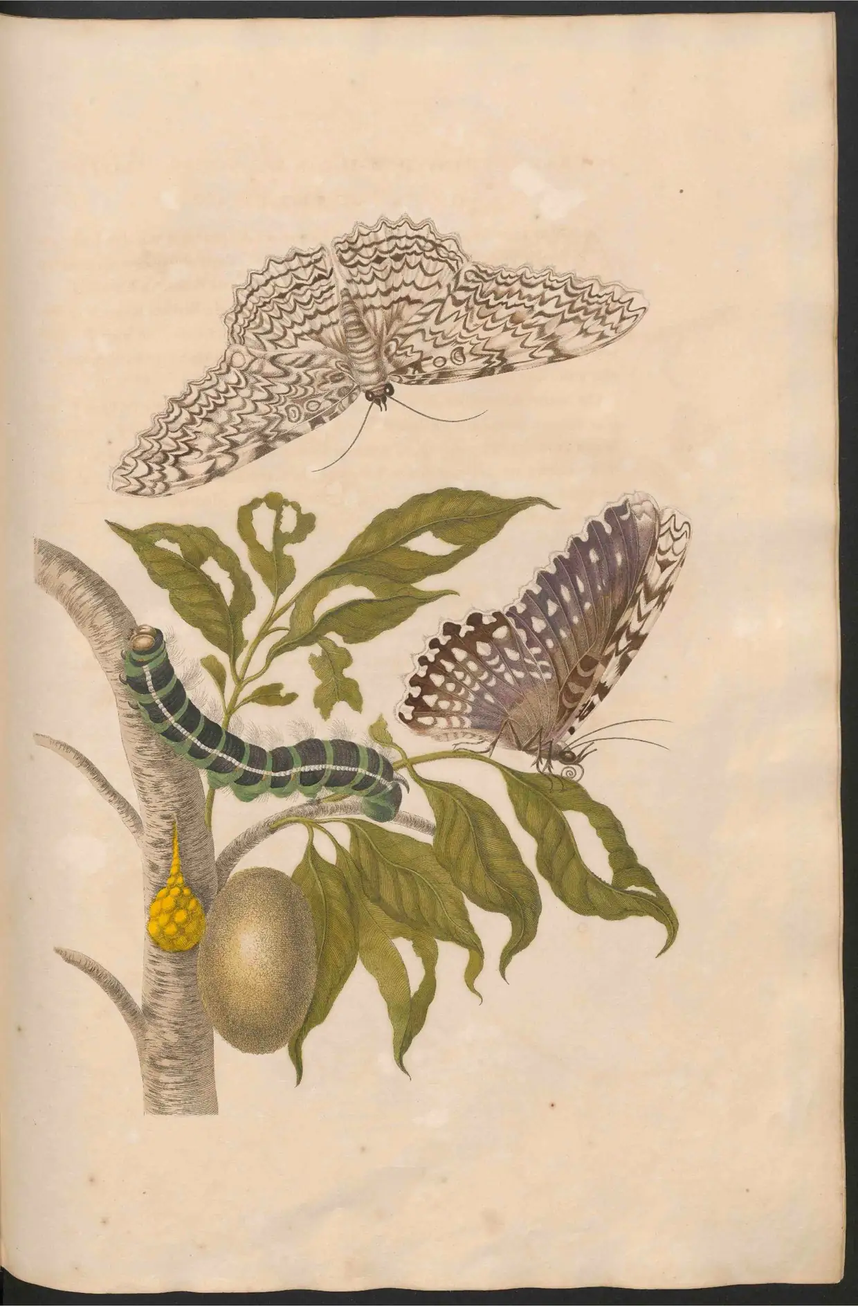 An 18th-century plate of a caterpillar, its pupa and the moth it becomes, on a flowering branch.